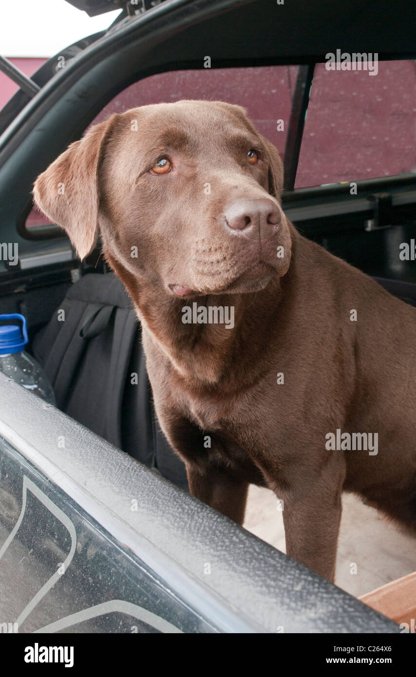 Chocolate Labrador dog sat in the back of a 4x4 car resting and waiting for his owner Stock Photo
