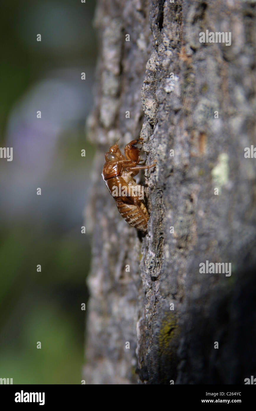 Empty Cicada nymph shell clinging to tree bark, abandoned by the newly emerged adult Stock Photo