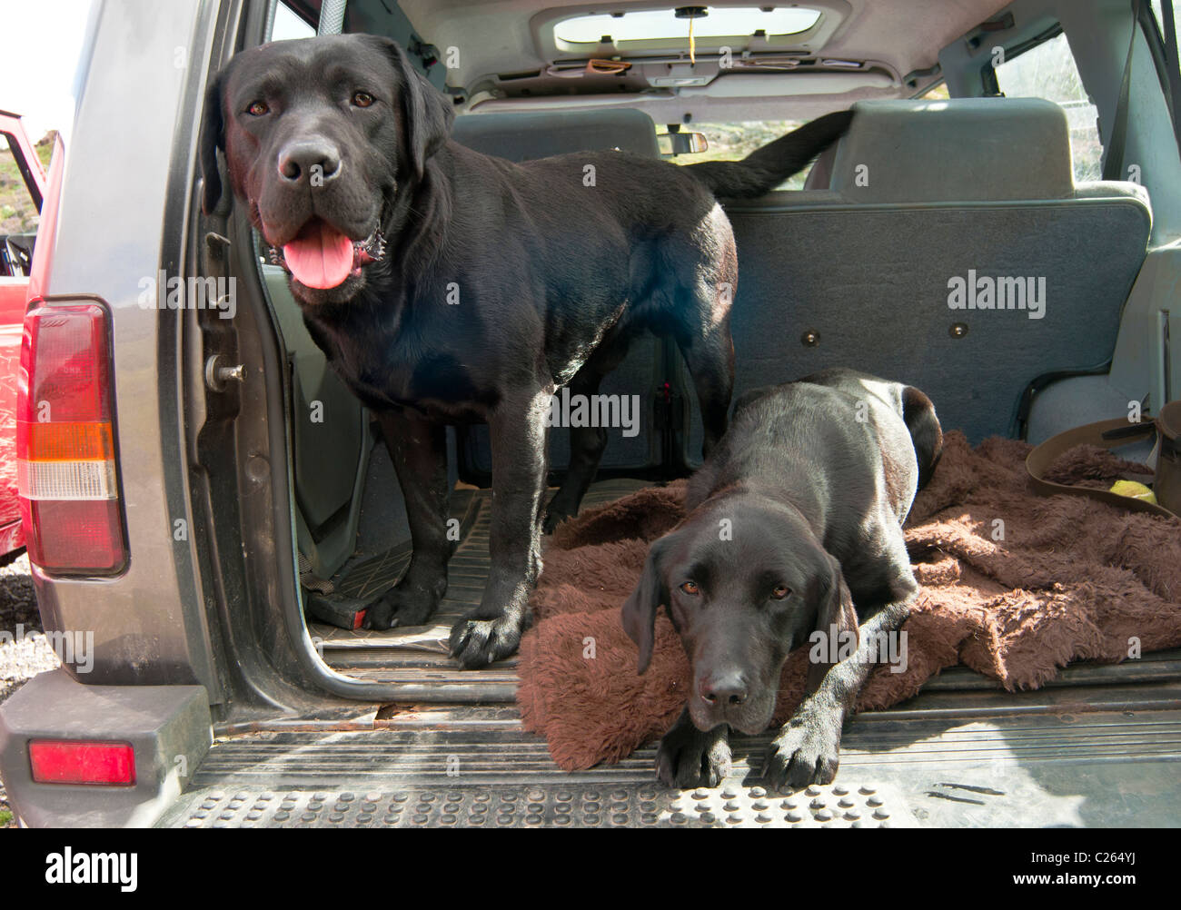 Two black Labrador dogs sat in the back of a 4x4 car resting on a grouse shooting day waiting for their owners Stock Photo