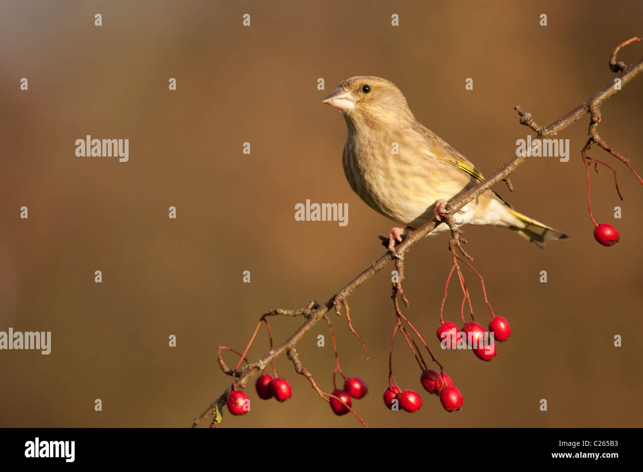 Female greenfinch perched on a berry covered branch. Stock Photo