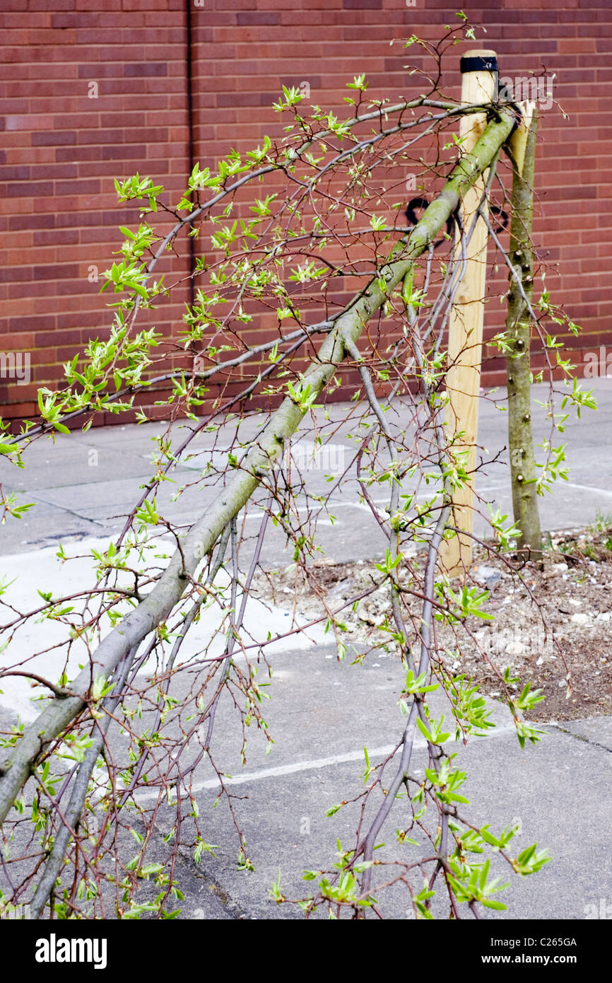 saplings in city center snapped by mindless vandals Stock Photo