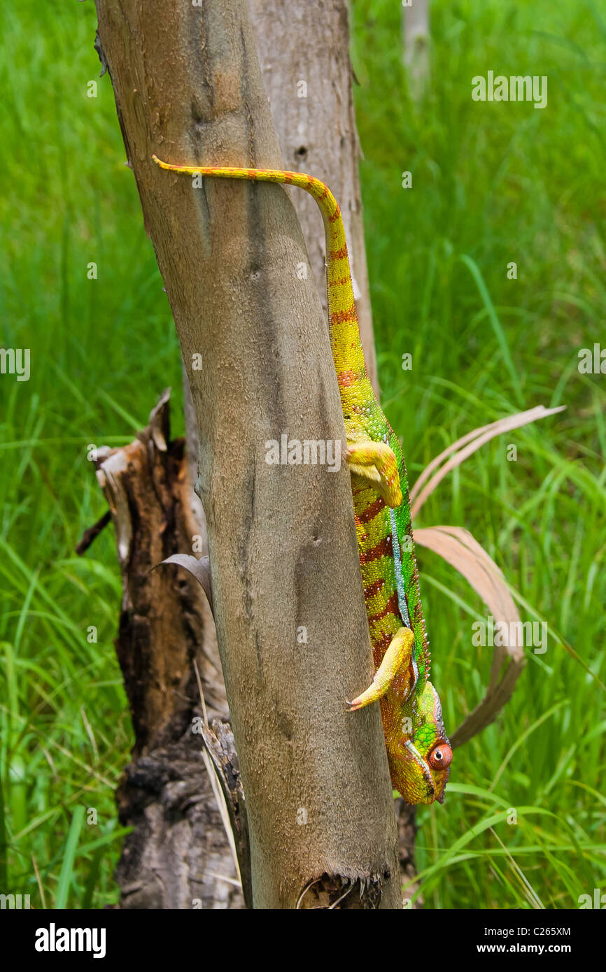 Panther chameleon, endemic from Madagascar Stock Photo