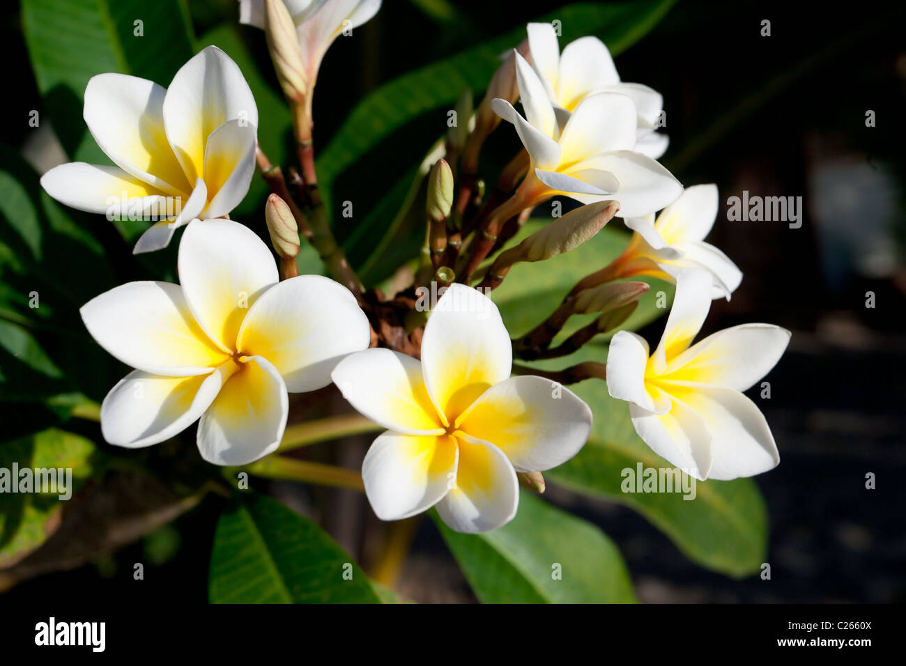 Three petal flower hi res stock photography and images Alamy