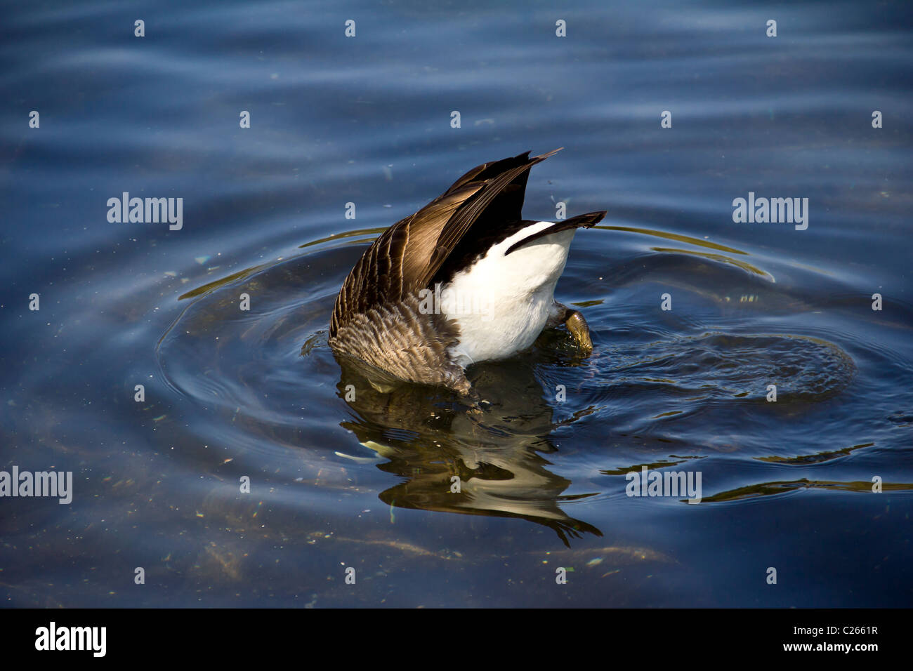 A Canada Goose upended searching for some food Stock Photo