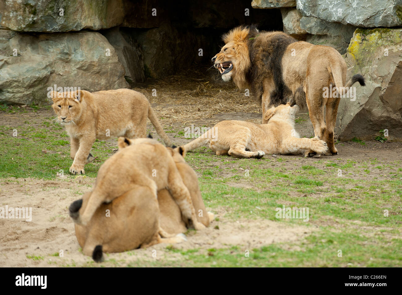 Lions playing in the zoo Stock Photo
