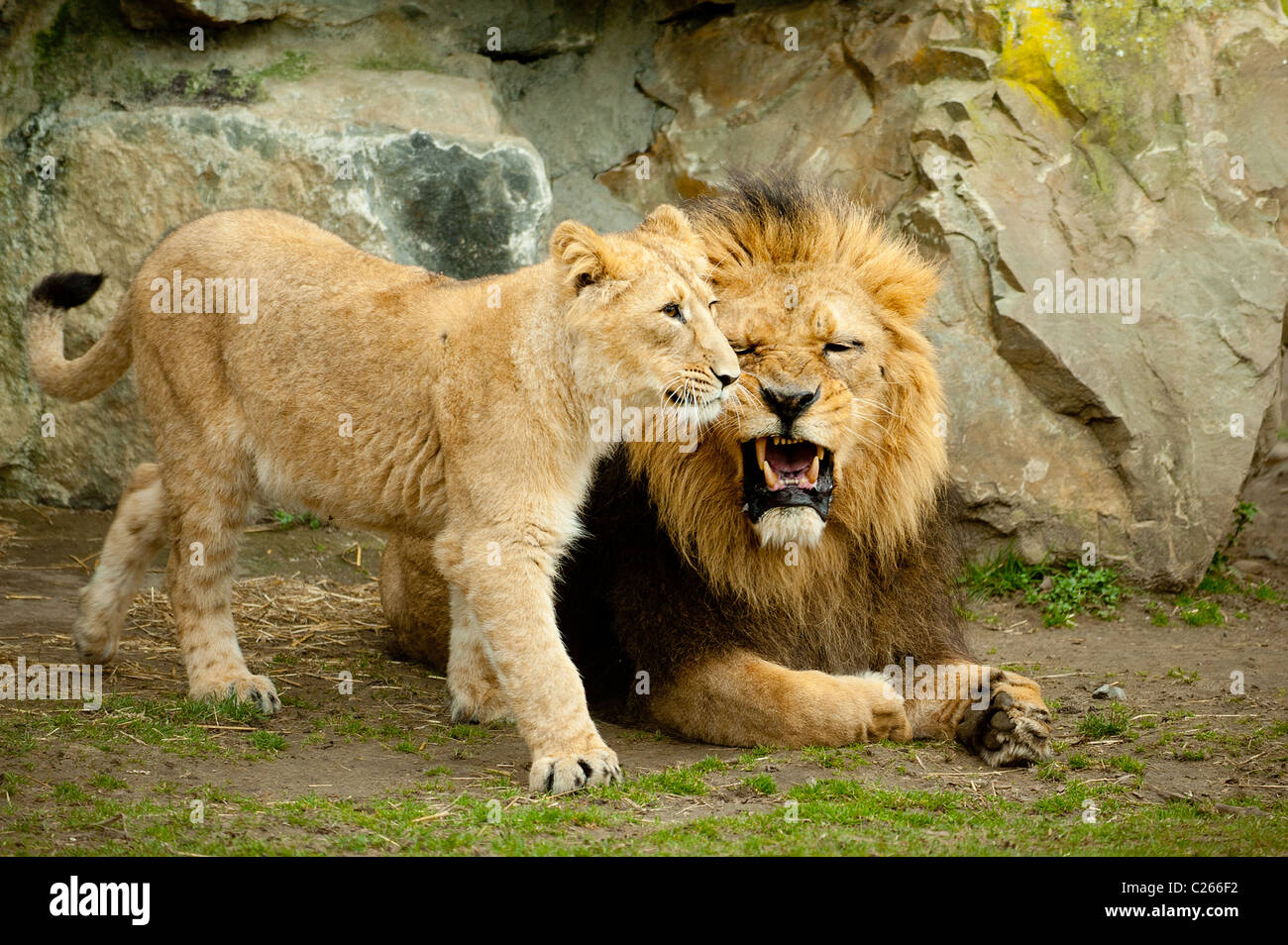 Lions playing in the zoo Stock Photo