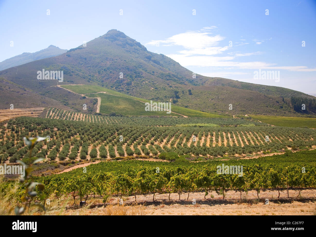 Vineyards at Riebeek Kasteel South African West Coast Stock Photo Alamy