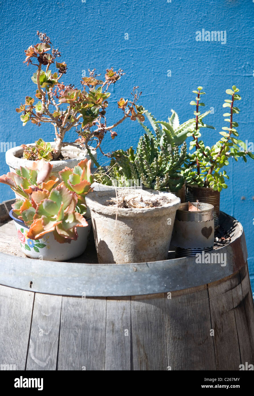 Potted cacti arranged on barrel Stock Photo Alamy