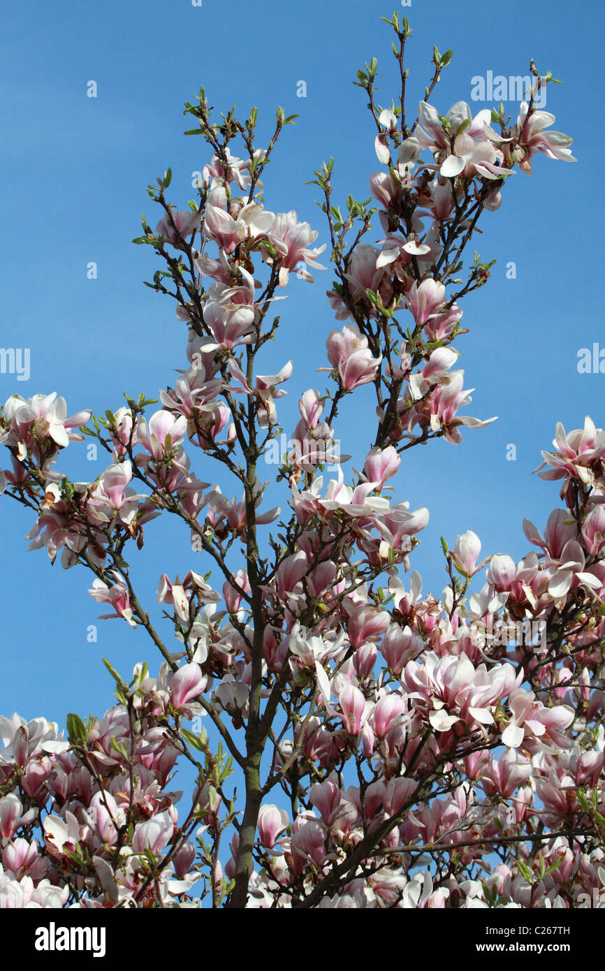 Magnolia tree in blossom Stock Photo - Alamy