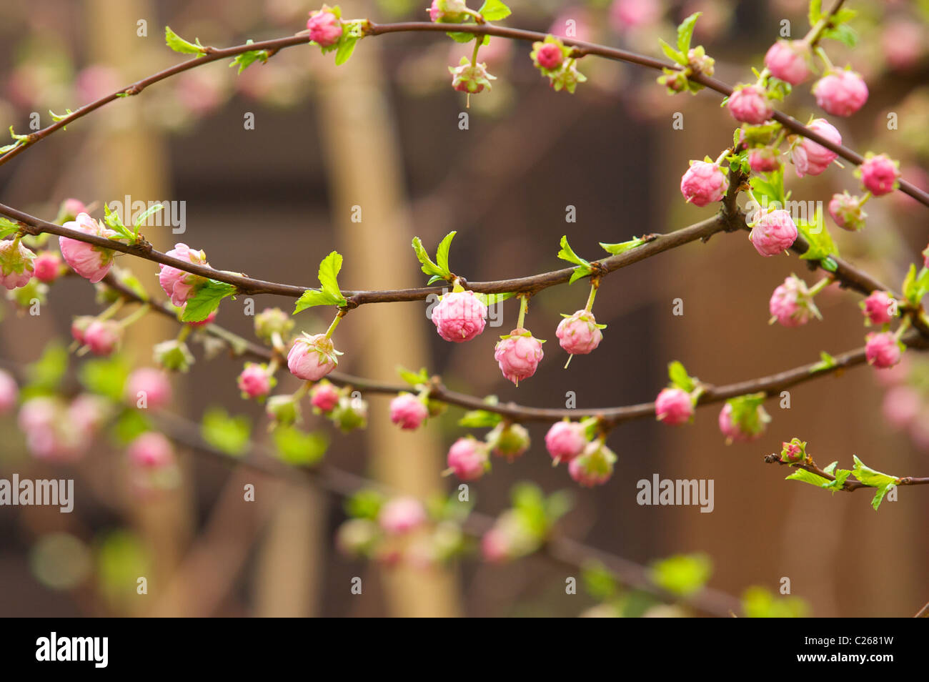 Cherry blossoms,pink flowers,blossoms,cherry,Gorleston,Norfolk,UK Stock Photo