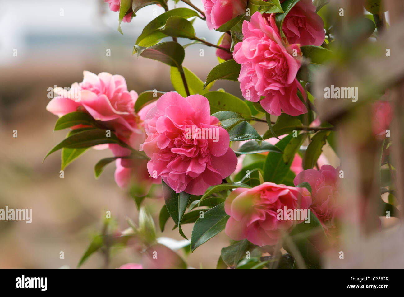 Camellia Japonica, blooming in English summer, Norfolk,UK Stock Photo