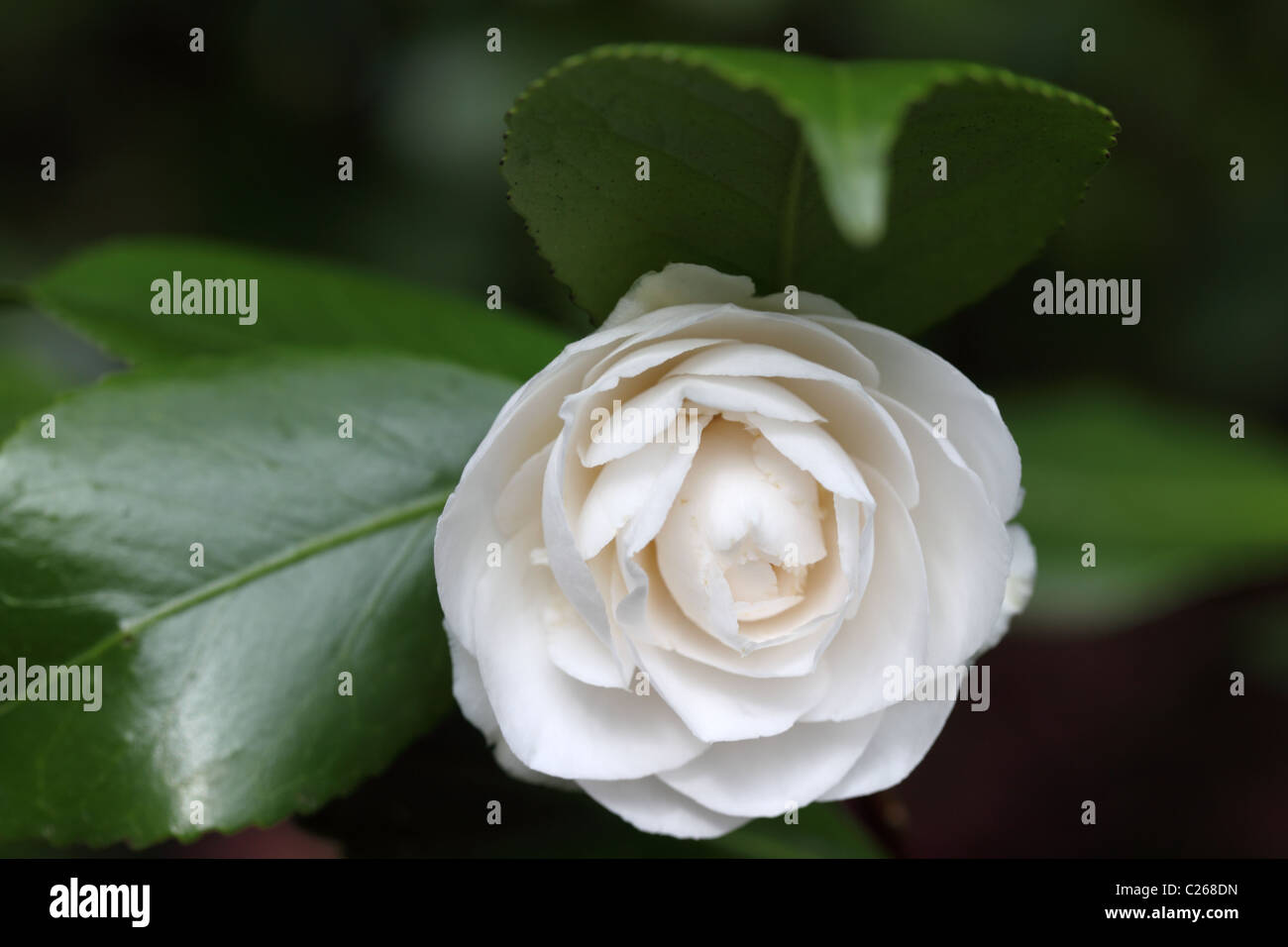 Close up of a White Camellia flowering in spring at Westonbirt Arboretum, Gloucestershire, UK Stock Photo