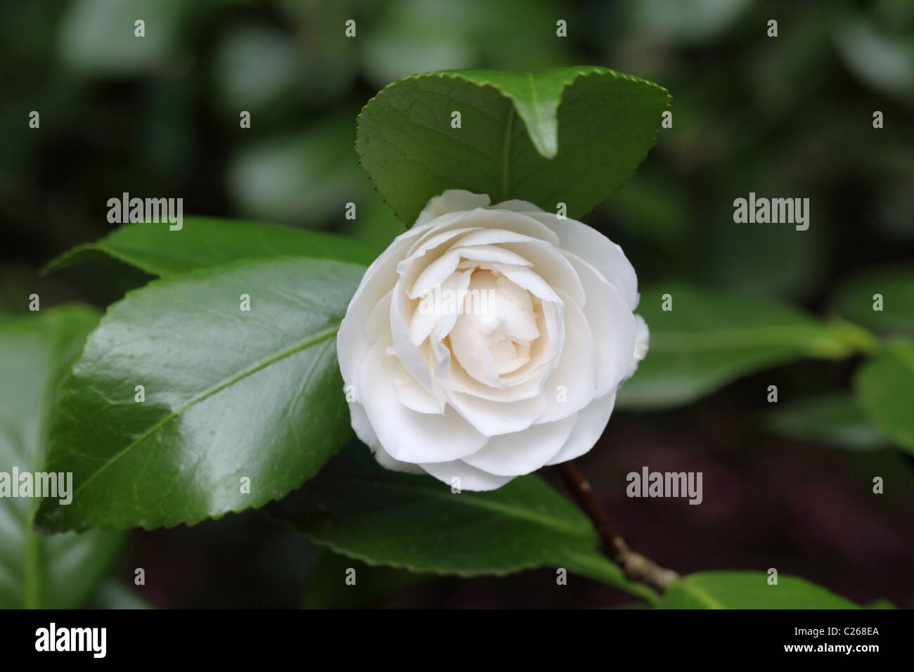 Close up of a White Camellia flowering in spring at Westonbirt Arboretum, Gloucester, UK Stock Photo