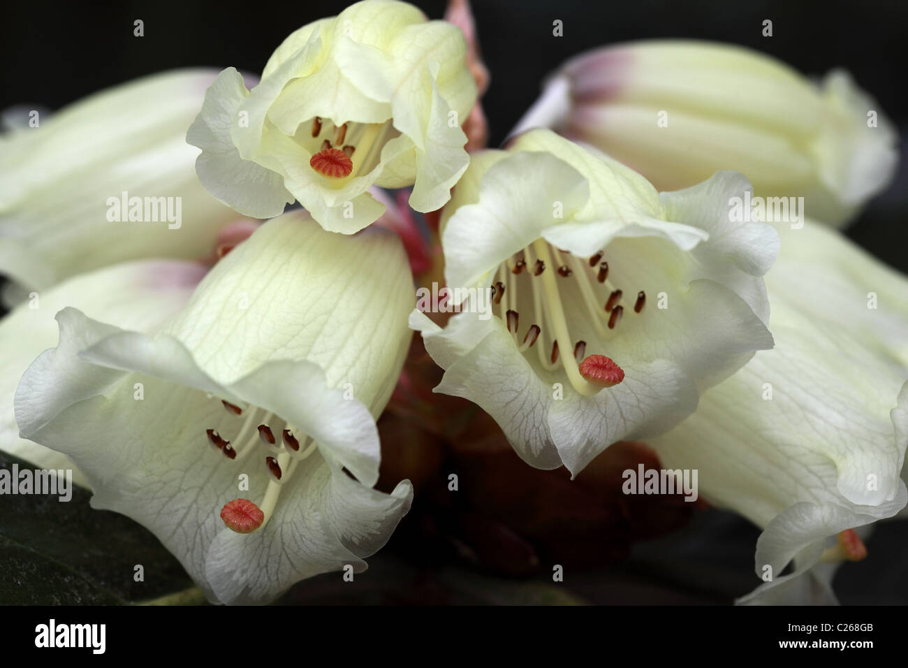 Close up of a beautiful Rhododendron Macabeanum flowering in spring in an English garden, England, UK Stock Photo