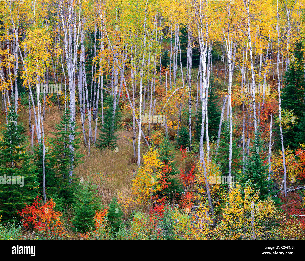 Mixed Coniferous Deciduous Forest of White Birch Maples Fir & Spruce trees autumn northern Minnesota USA, by Gary A Nelson/Dembinsky Photo Assoc Stock Photo