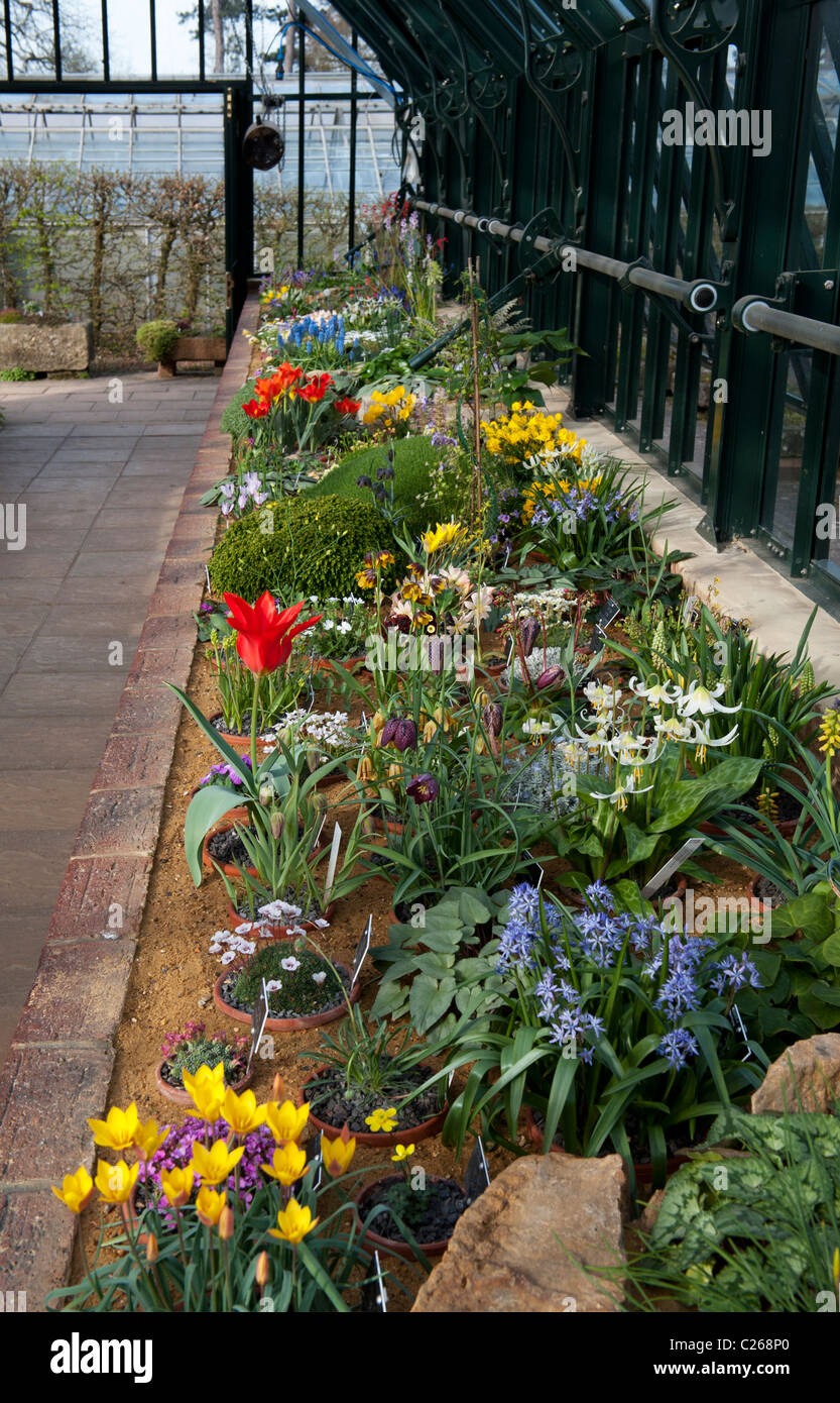RHS Wisley Alpine House in full flower in spring. RHS Wisley gardens, Surrey, England Stock Photo