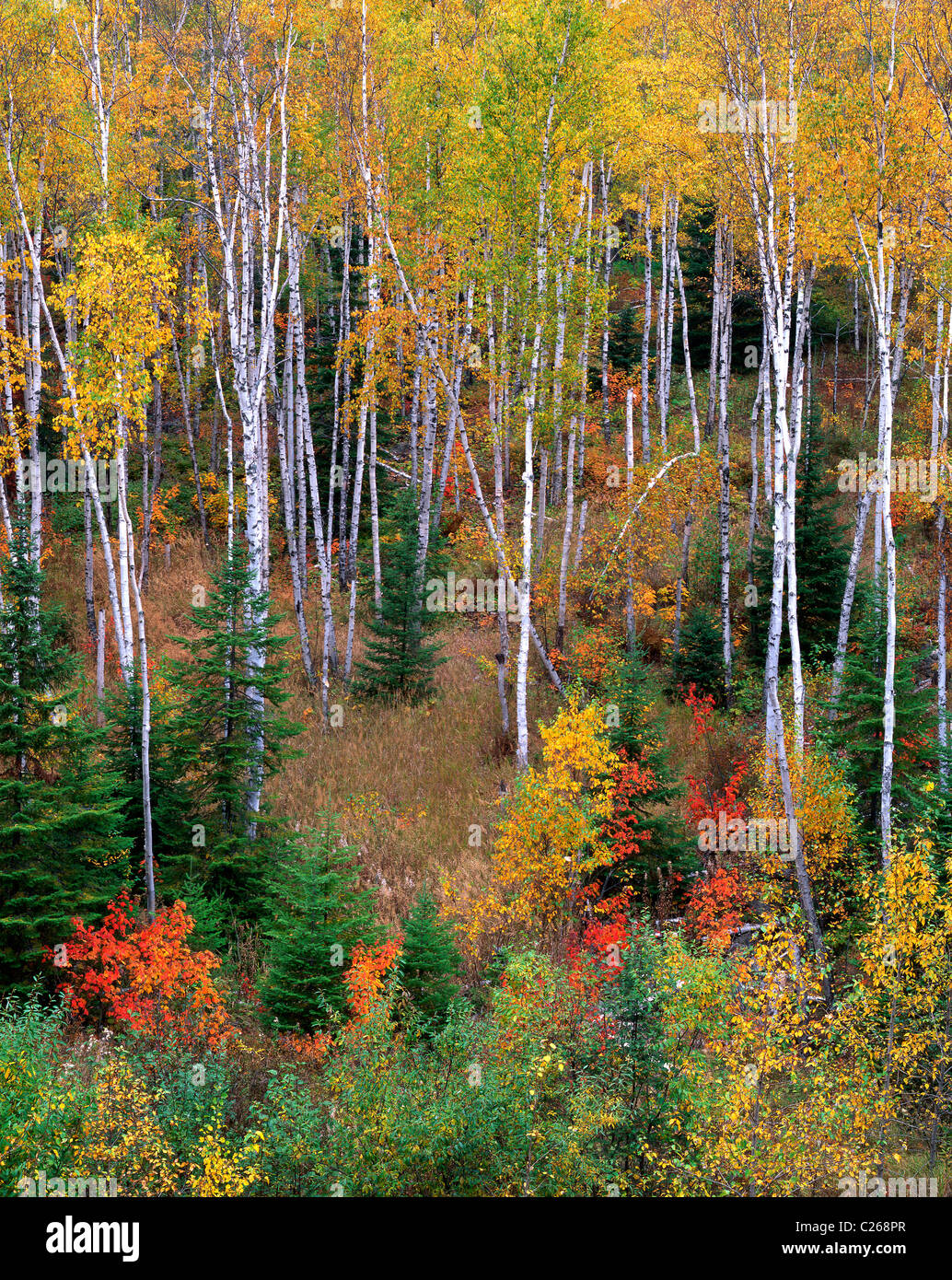 Mixed Coniferous Deciduous Forest of White Birch Maples Fir & Spruce trees autumn northern Minnesota USA, by Gary A Nelson/Dembinsky Photo Assoc Stock Photo