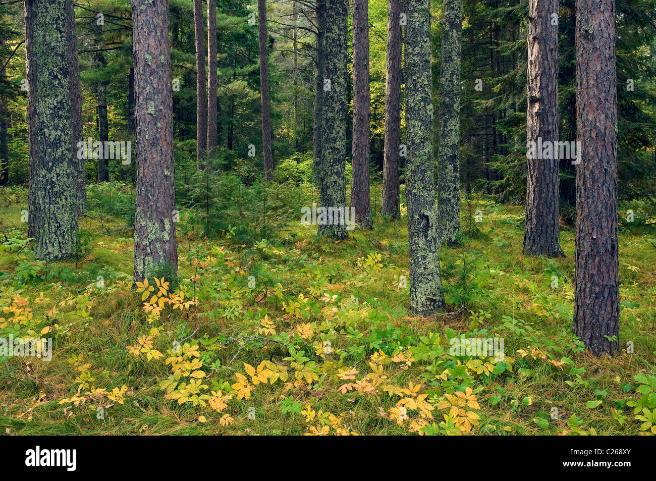 Red Pine Pinus resinosa Forest late Summer Minnesota USA, by Gary A Nelson/Dembinsky Photo Assoc Stock Photo