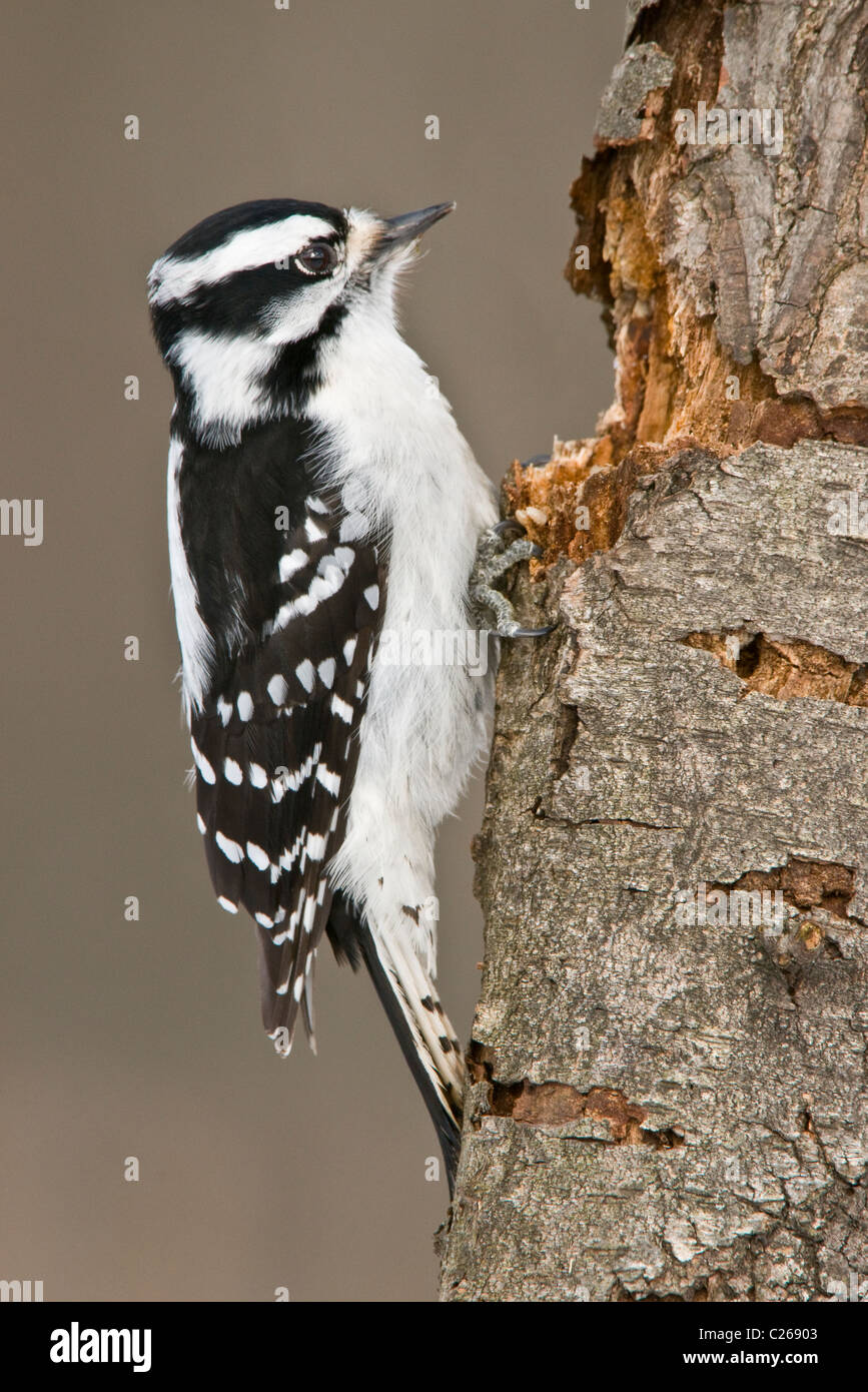 Downy woodpecker Picoides pubescens female at nesting cavity E USA Stock Photo