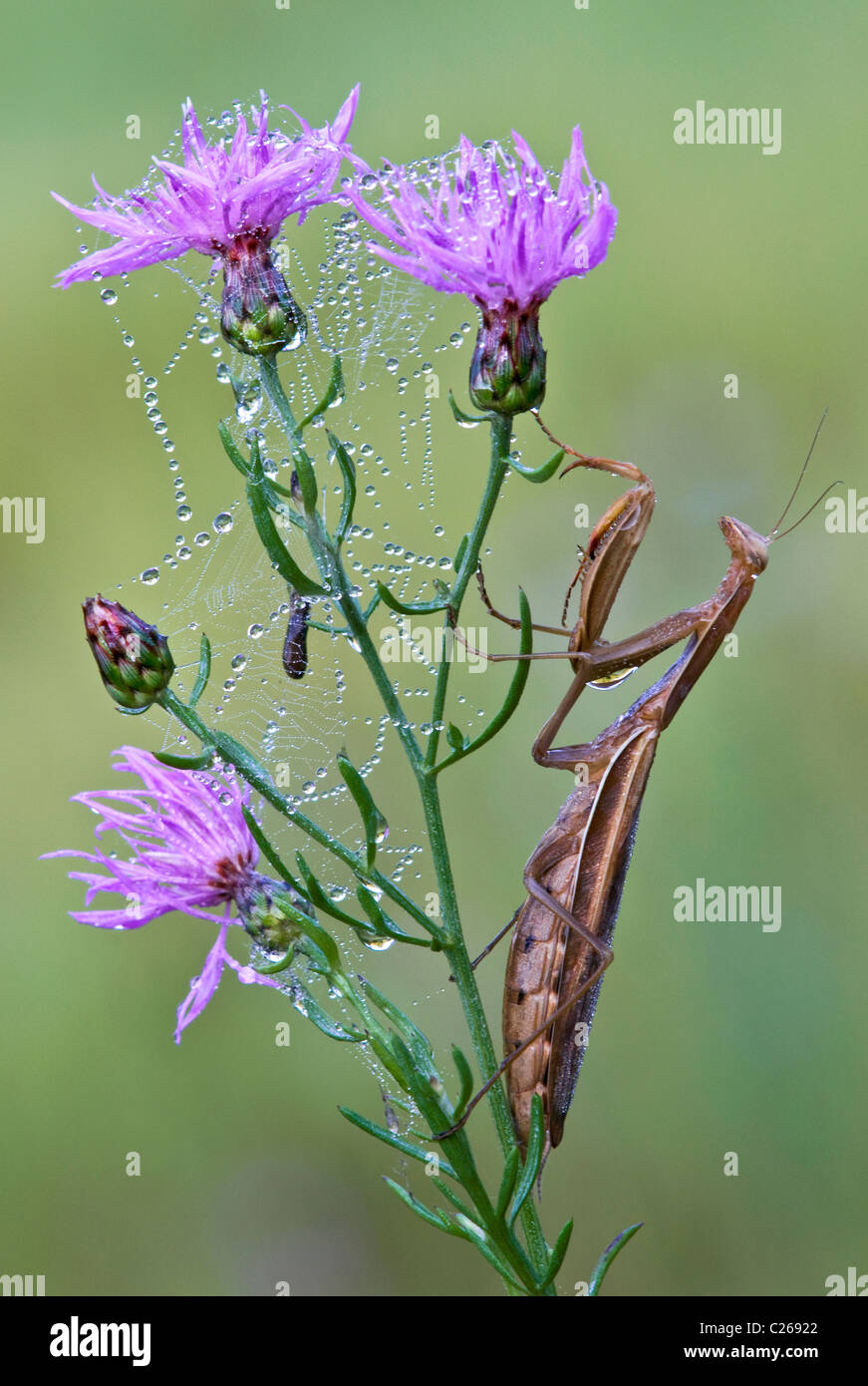 Chinese Praying Mantis Tenodera sinensis perched on dewy Spotted Knapweed Centaurea maculosa Eastern USA Stock Photo