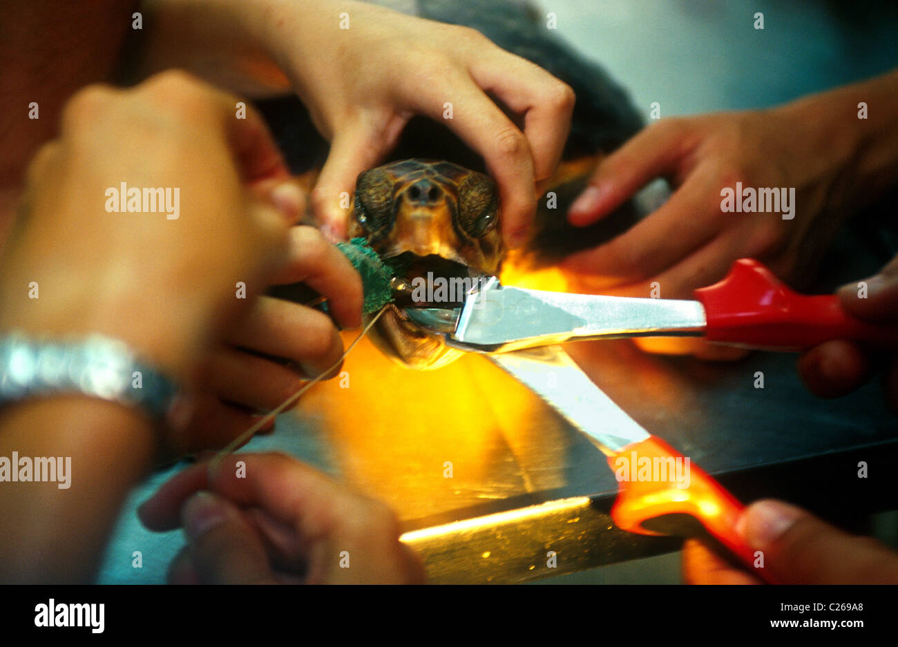 Operation to remove a fishhook from a caretta turtle esophagus. C.R.A.M. laboratory.Premia de Mar.Barcelona. Catalonia. Spain. Stock Photo