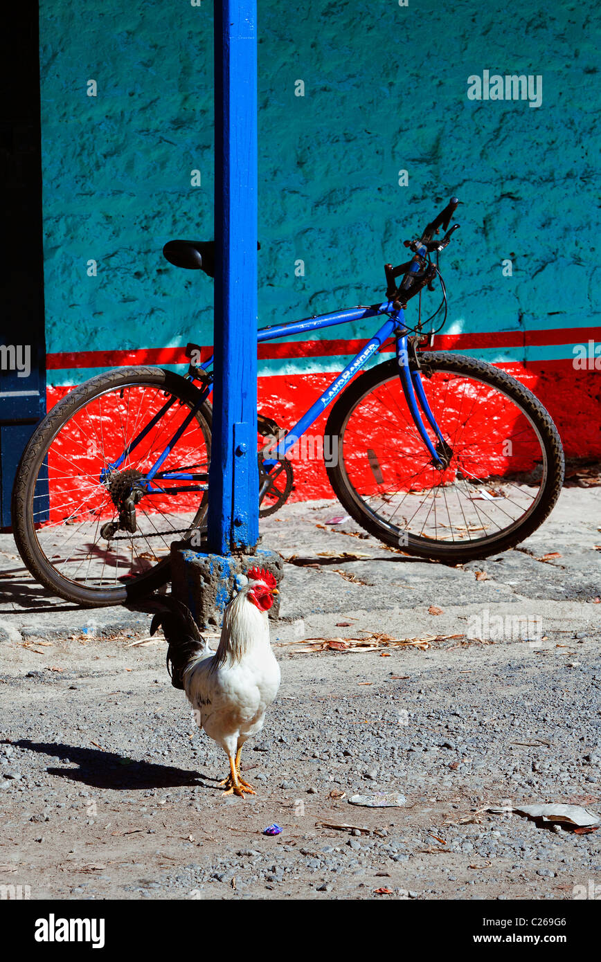 Supernmarket chicken, Cap Malheureux, Mauritius. Stock Photo