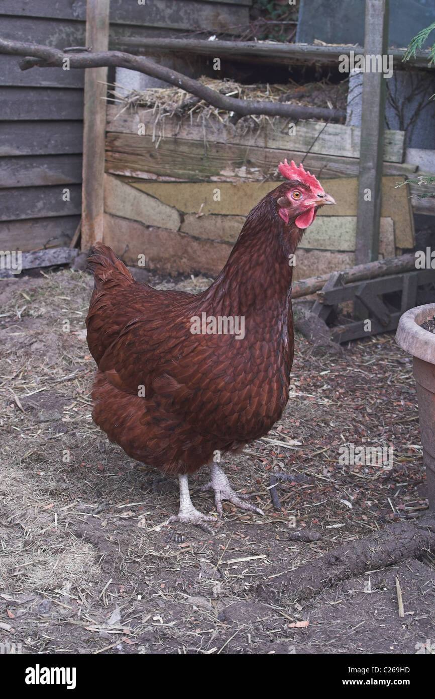 Rhode Island Red chicken in back garden. England Stock Photo Alamy