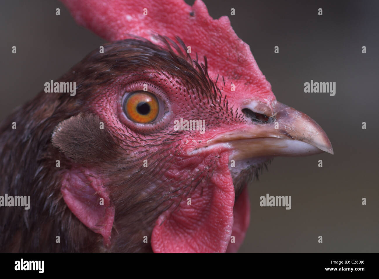 Rhode island red chicken hires stock photography and images Alamy