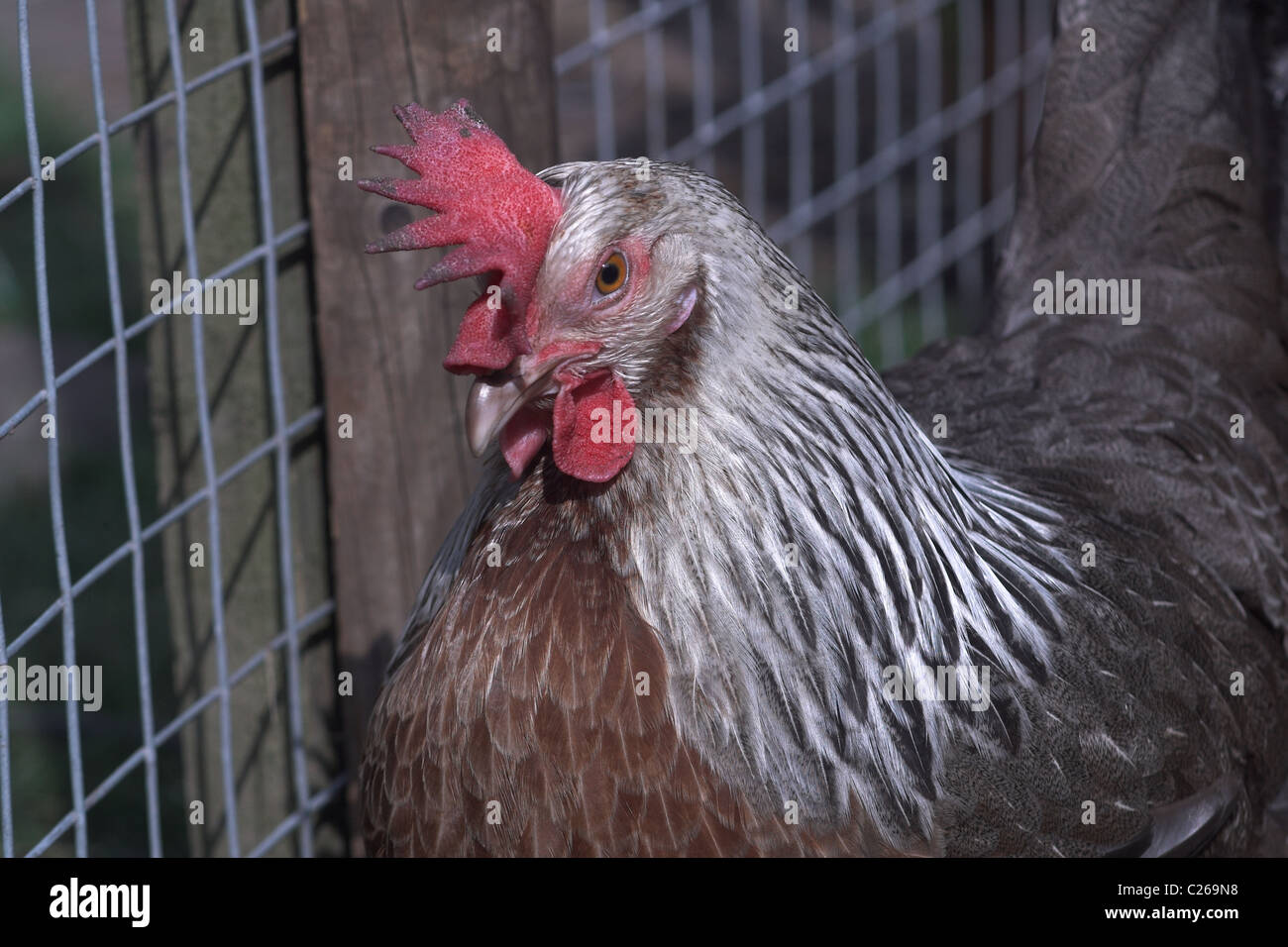 Silver Grey Dorking pure breed chicken Stock Photo