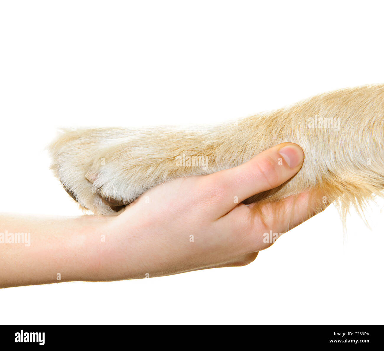 Human hand holding dog paw isolated on white background Stock Photo
