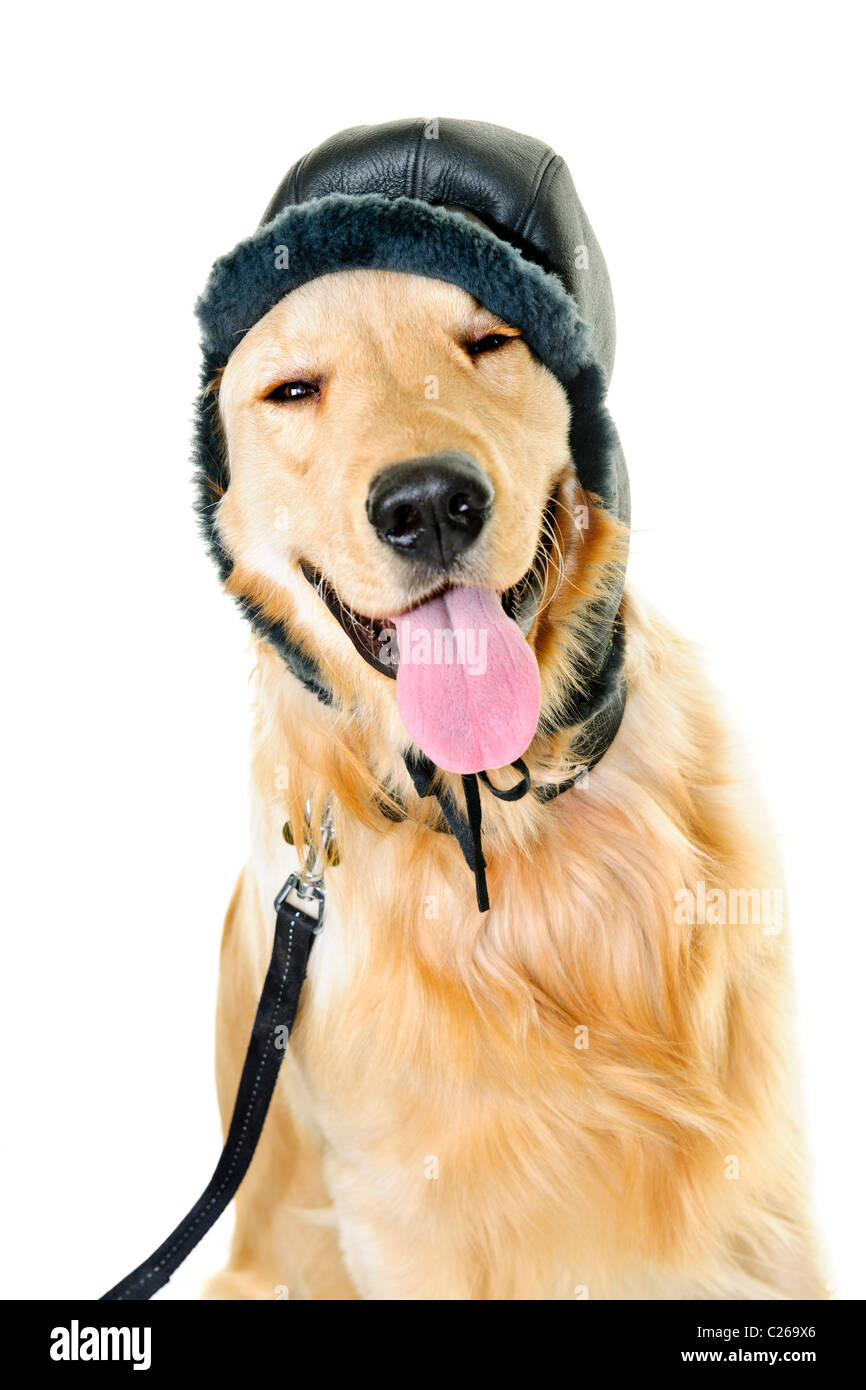 Funny golden retriever dog wearing winter hat isolated on white ...