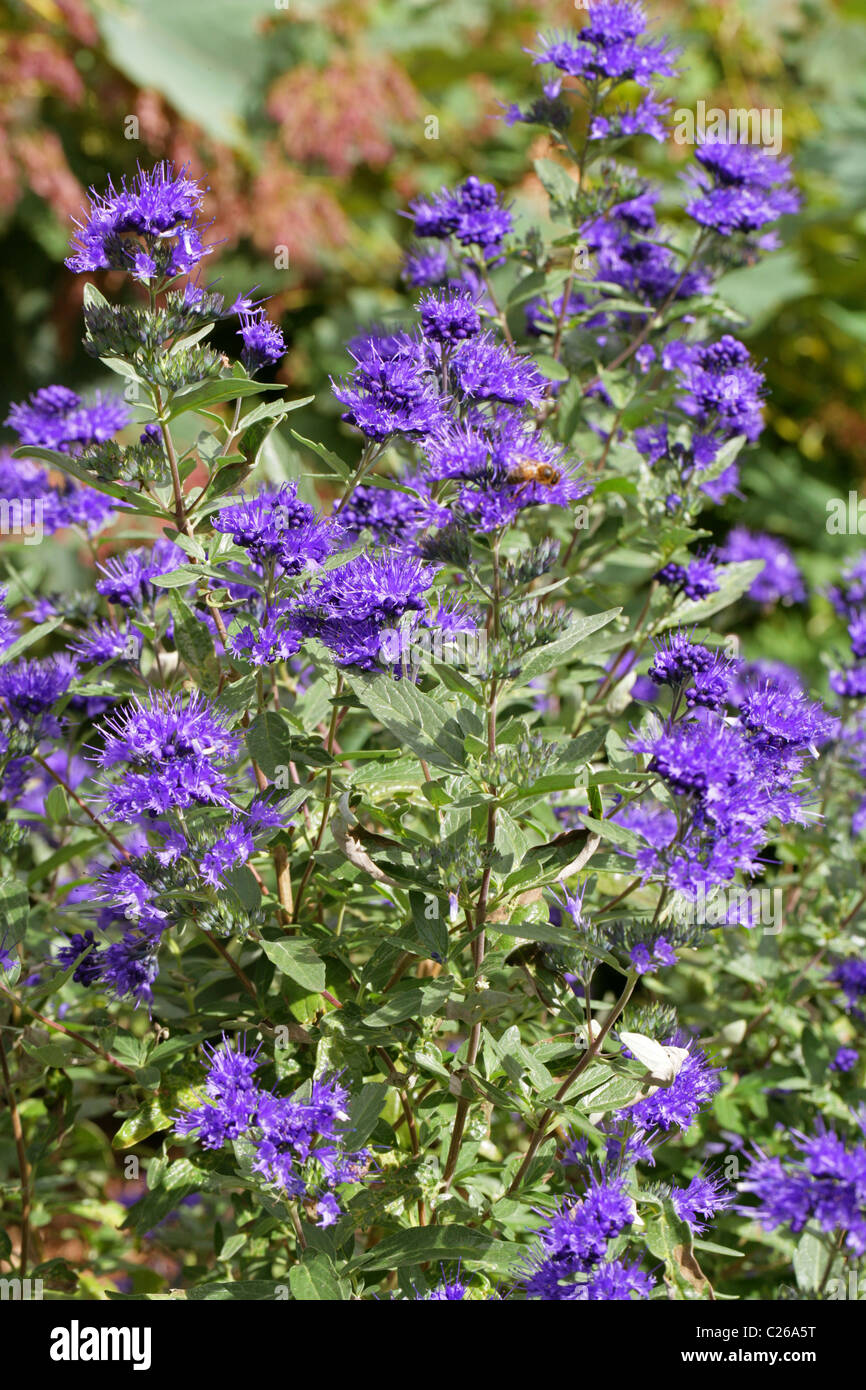Azure Bluebeard, Caryopteris x clandonensis 'Kew Blue', Lamiaceae (Labiatae). Hybrid of C. incana × C. mongholica. Stock Photo