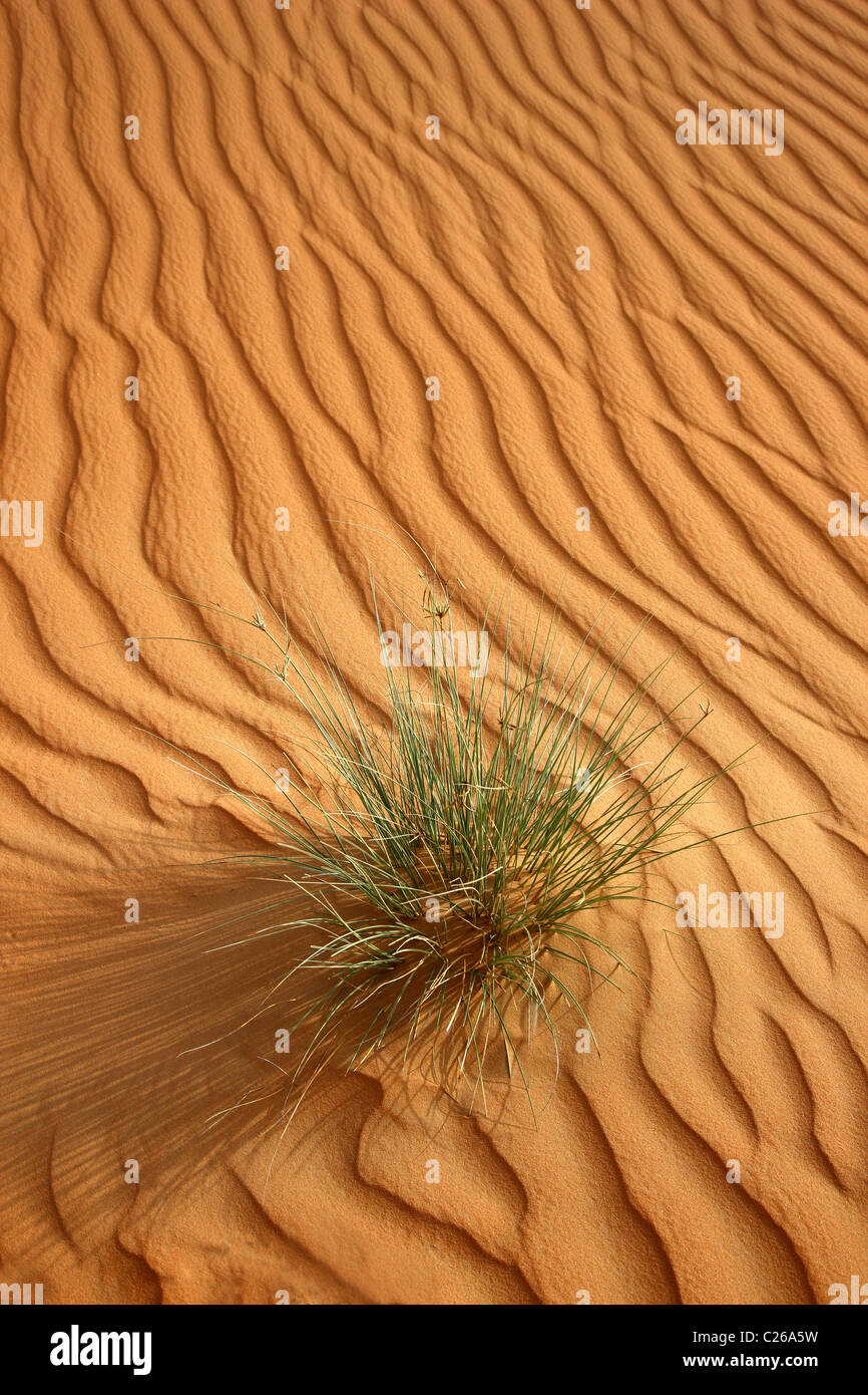 Rub'al-Khali  desert, also called Empty Quarter, biggest sand desert .Huge sand dunes. Abu Dhabi, United Arab Emirates Stock Photo