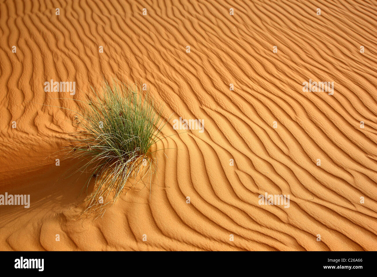 Rub'al-Khali  desert, also called Empty Quarter, biggest sand desert .Huge sand dunes. Abu Dhabi, United Arab Emirates Stock Photo