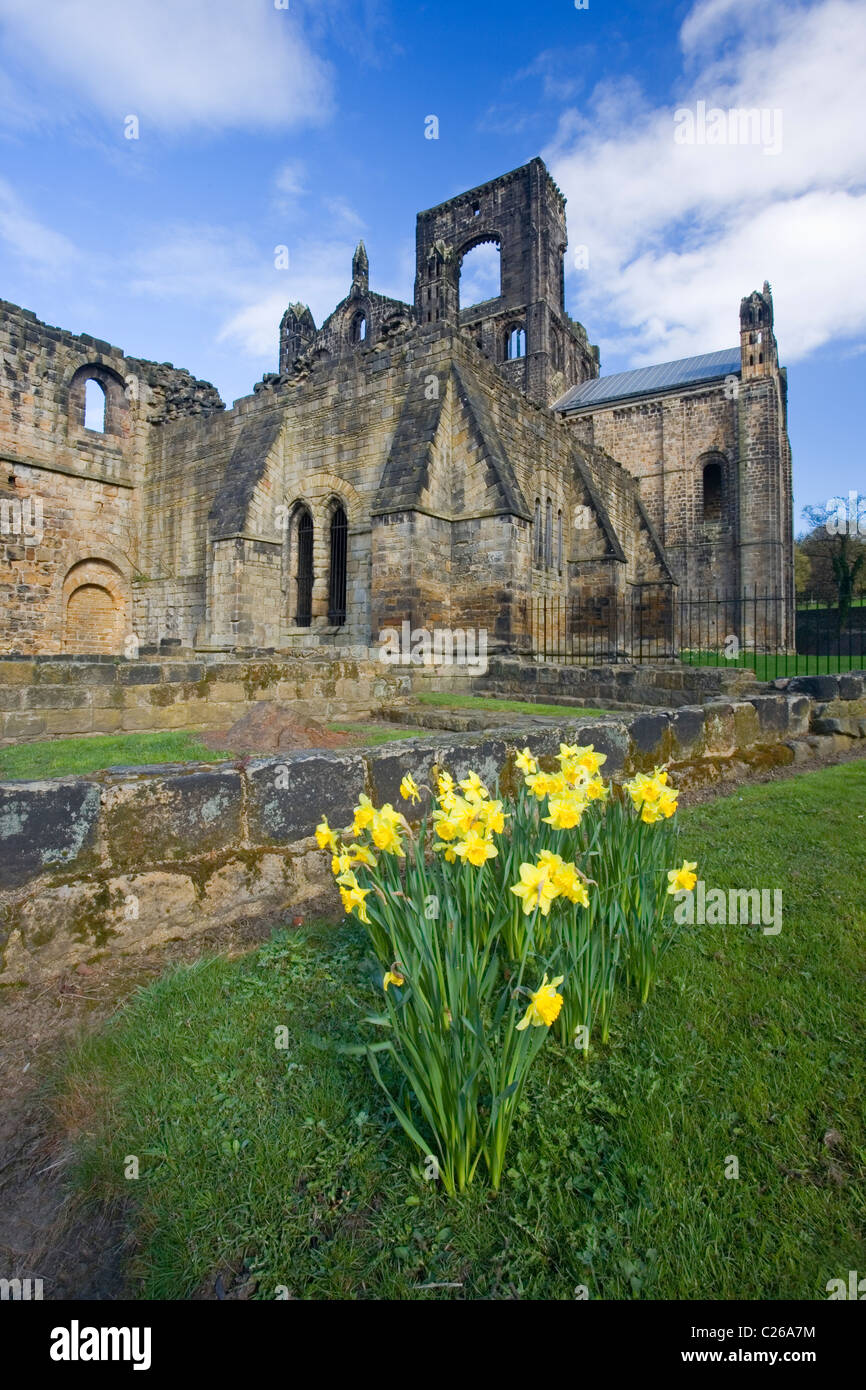 The ruins of Kirkstall Abbey a Cistercian Monastery with a foreground of Daffodils in Spring Kirkstall Leeds West Yorkshire UK Stock Photo
