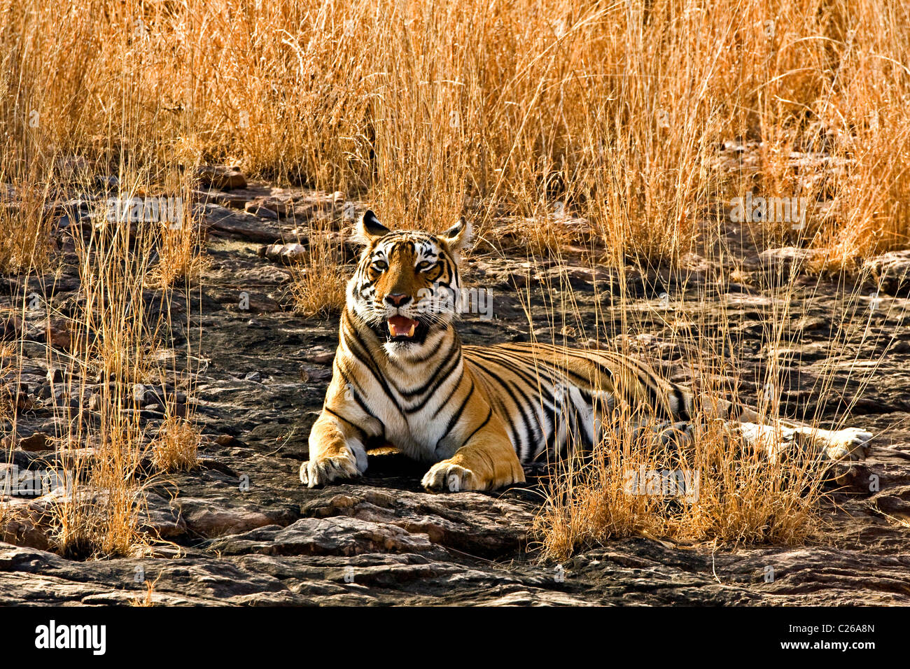 Tiger Sitting On The Dry Grasses Of The Dry Deciduous Forest Of Ranthambore Tiger Reserve At