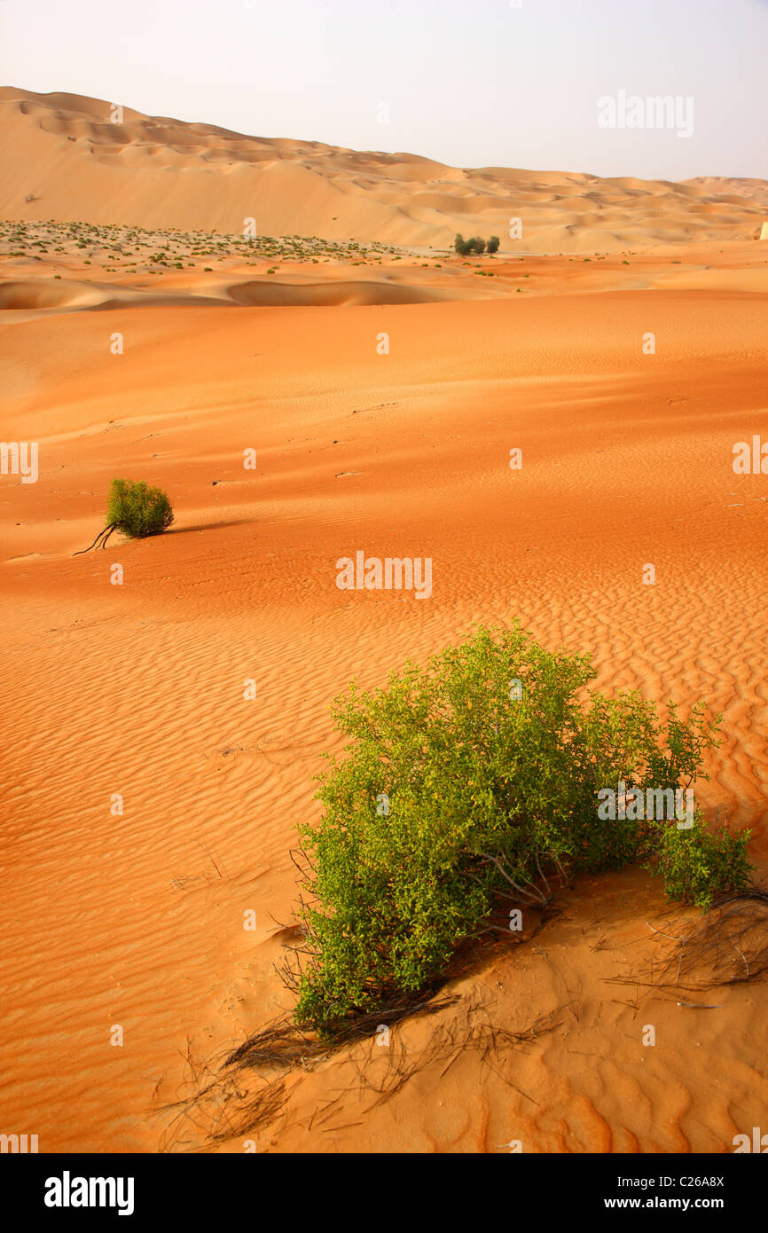 Rub'al-Khali  desert, also called Empty Quarter, biggest sand desert .Huge sand dunes. Abu Dhabi, United Arab Emirates Stock Photo