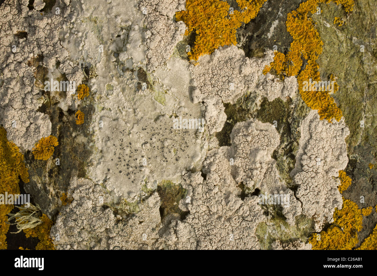 Two common coastal lichens. Black Shields (Lecanora atra) and Caloplaca thallicola on rock just above high tide Stock Photo