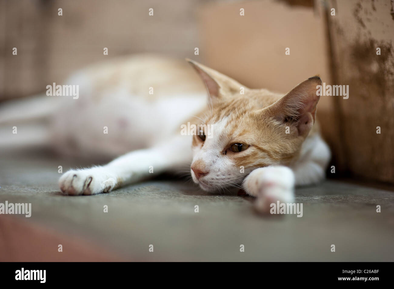 Omani cat hires stock photography and images Alamy
