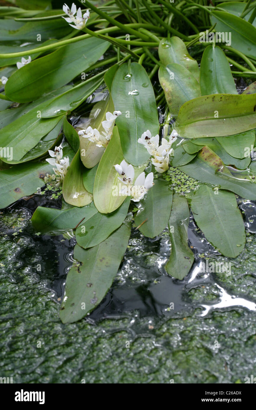 Cape Pondweed or Water-Hawthorn, Aponogeton distachyus, Aponogetonaceae, South Africa. Stock Photo