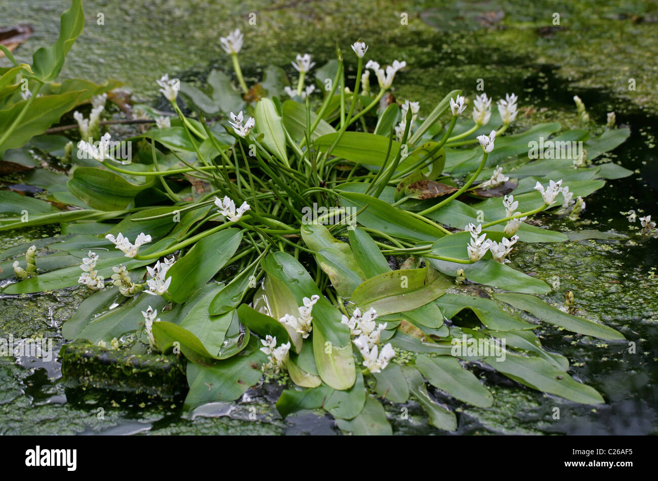 Cape Pondweed or Water-Hawthorn, Aponogeton distachyus, Aponogetonaceae,  South Africa Stock Photo - Alamy