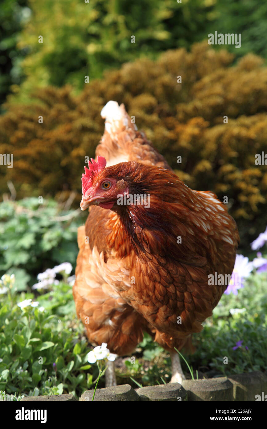 A free-range hen in a garden in the U.K. Stock Photo