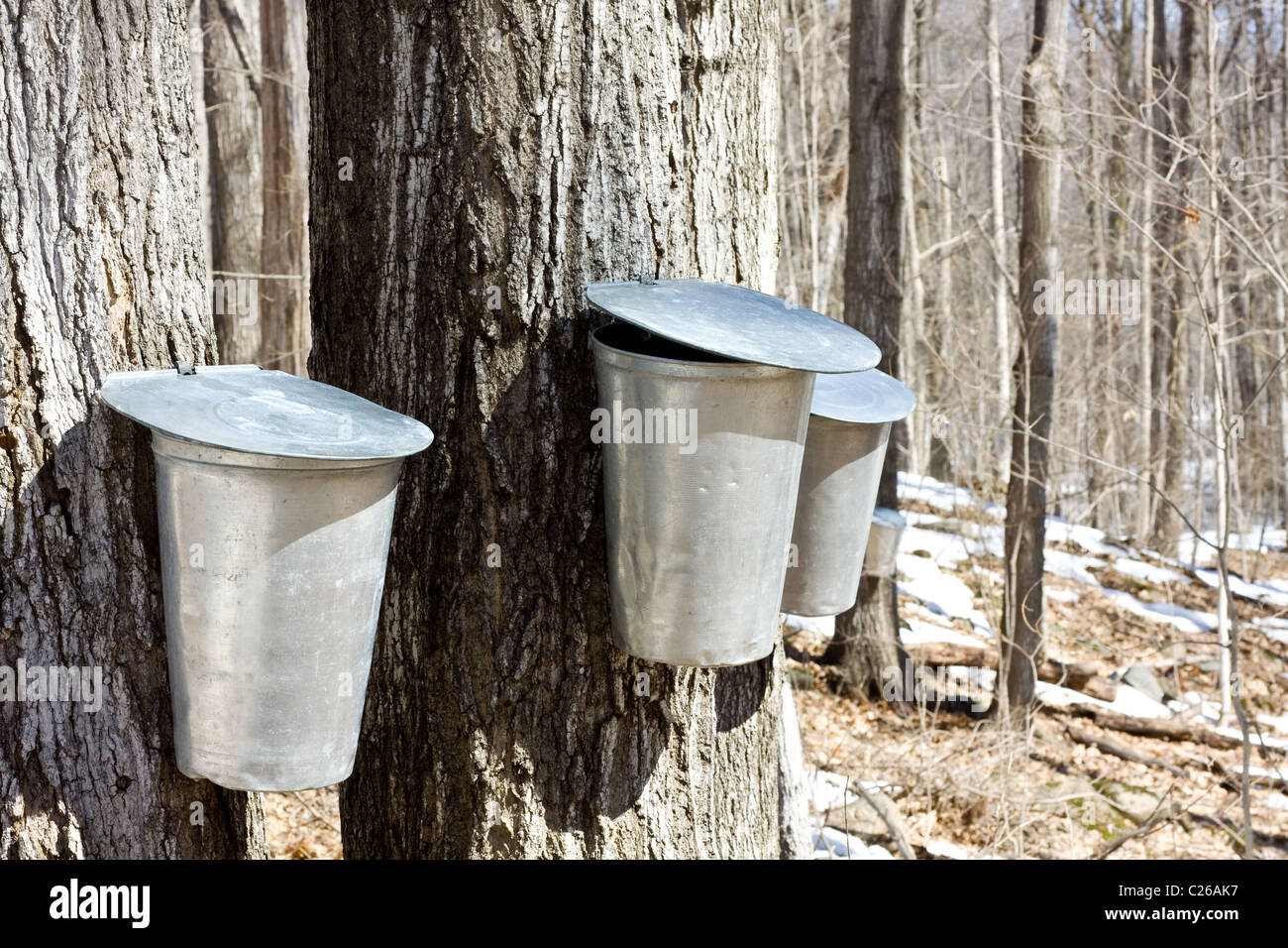 Buckets collecting sap from maple trees for production of maple syrup Stock Photo