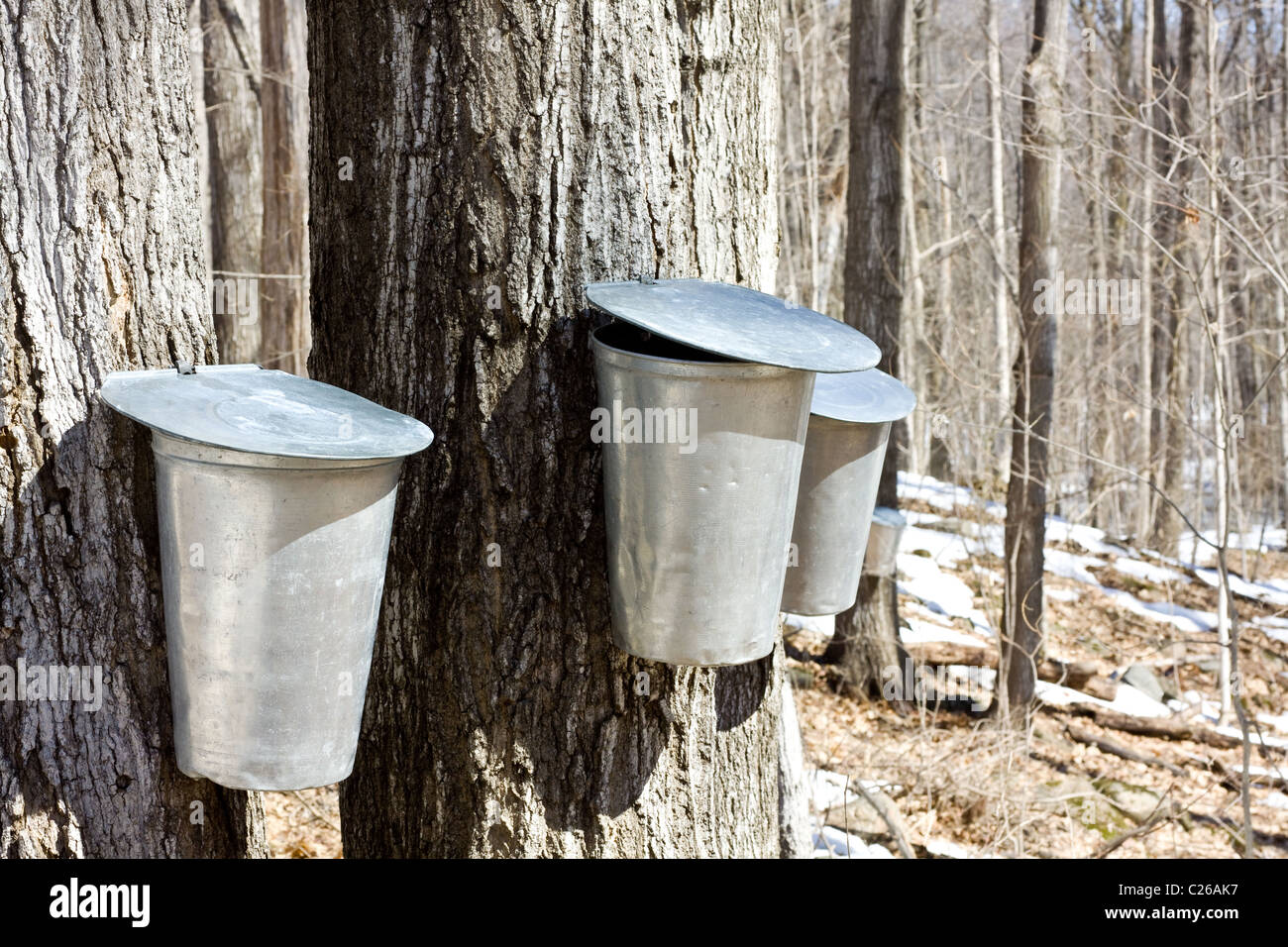 thumbnail image 2 of TAP MY TREES 2 Gallon Aluminum Maple Sap Bucket - No Lid Included 2 of 13