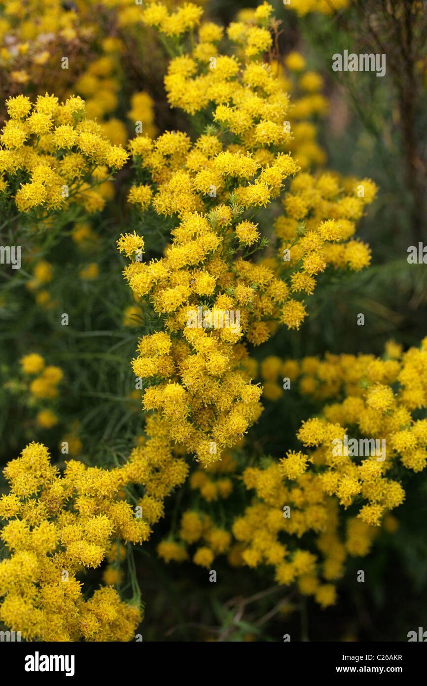 Goldilocks Aster, Aster linosyris 'Gold Dust', Asteraceae. British, European Wild Flower. Rare Britain. Syn. Linosyris vulgaris Stock Photo