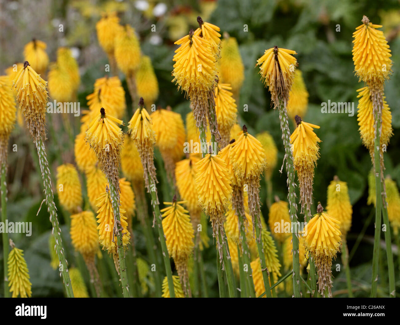 Torch Lily or Red Hot Poker, Kniphofia 'Brimstone', Asphodelaceae, South Africa Stock Photo