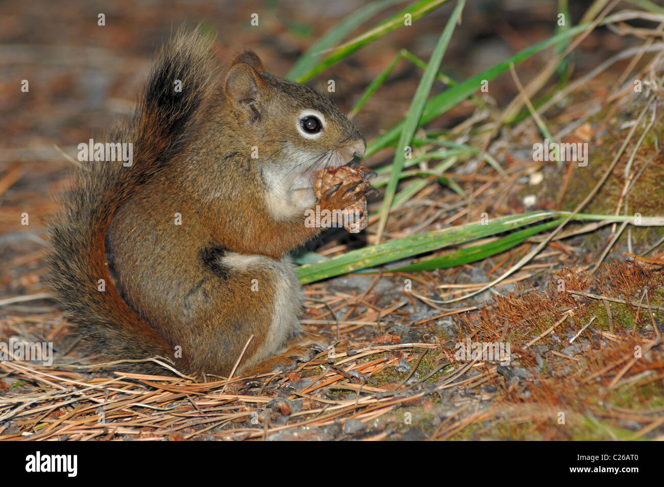 A common ground squirrel eating a pine cone in Canada's Rocky Mountains