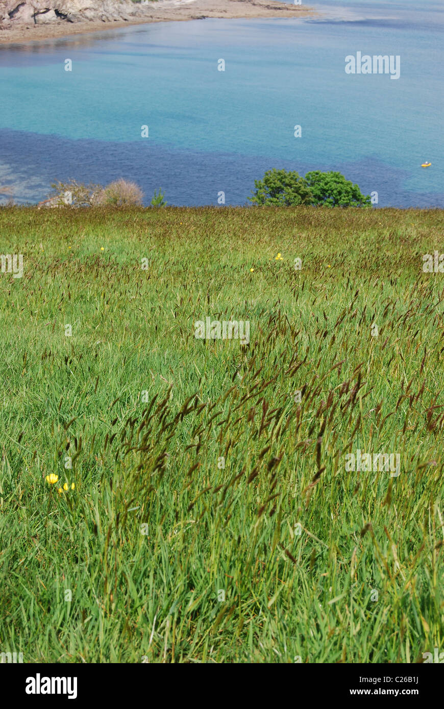 long grass on the hill over looking falmouth Stock Photo