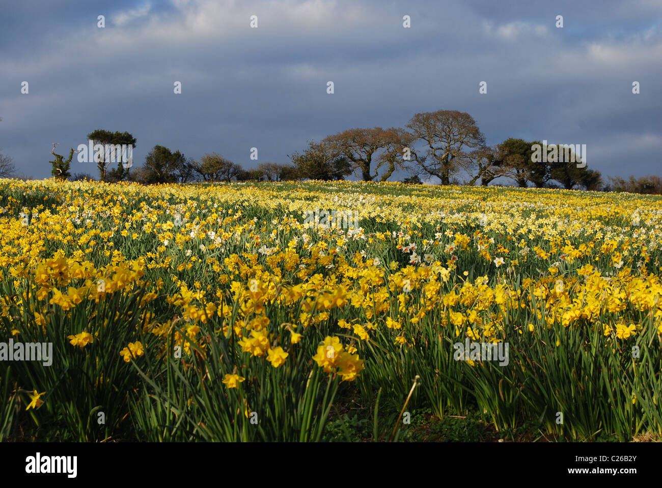 daffodil field in Falmouth, Conrwall Stock Photo Alamy