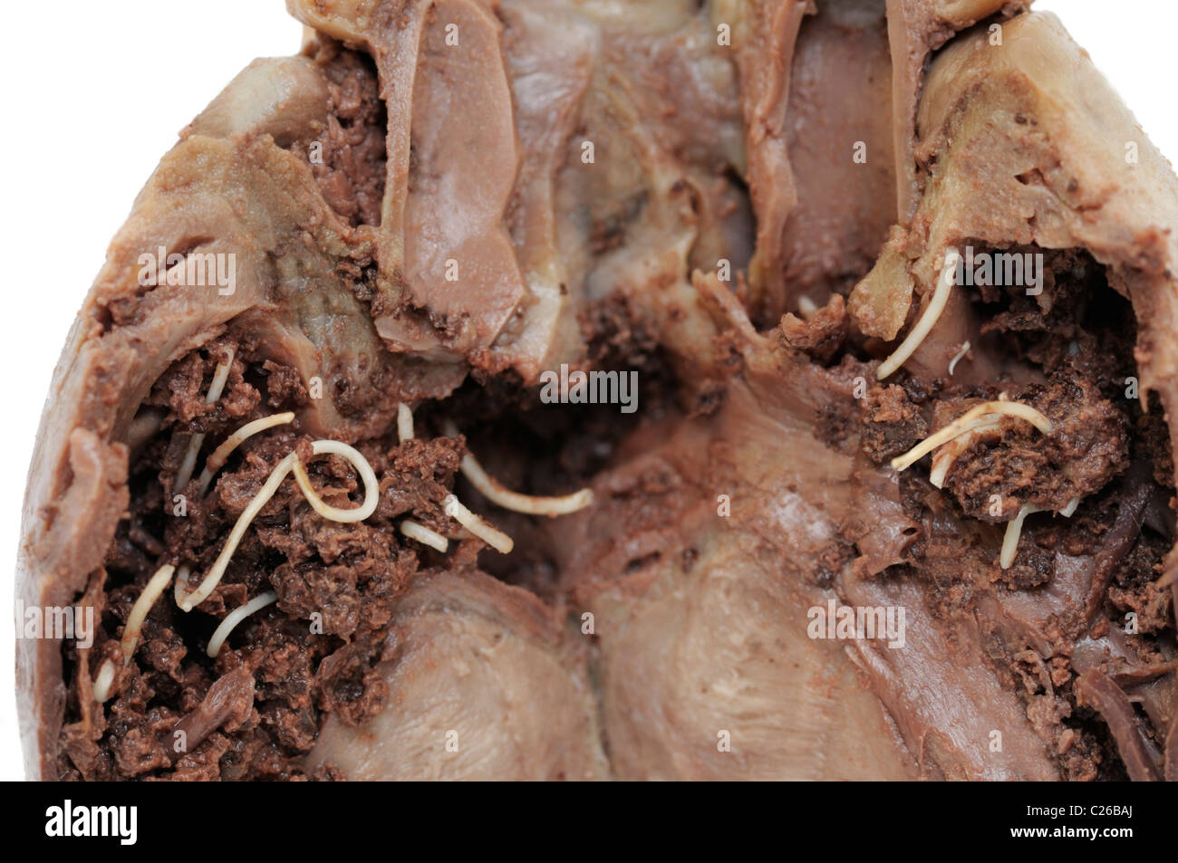 Heartworms, Dirofilaria immitis, in a cat heart Stock Photo